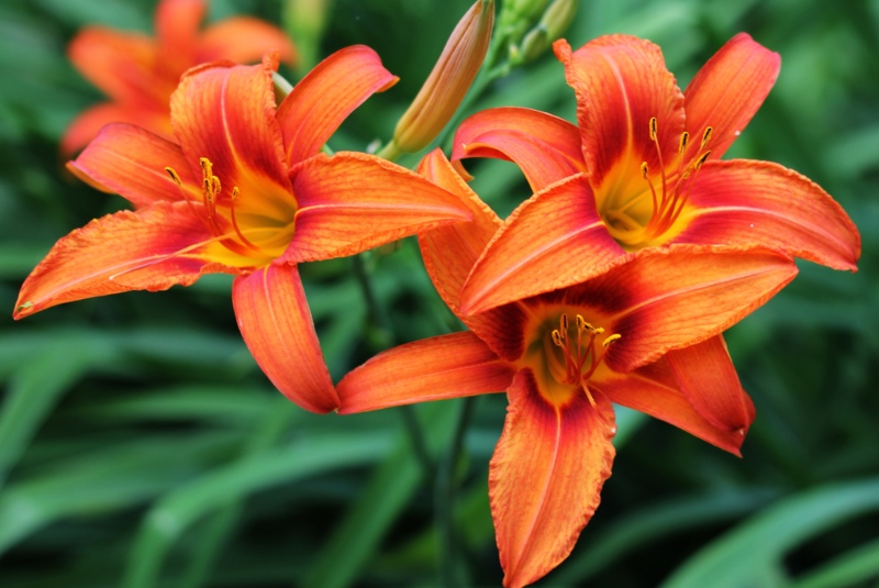 Daylily