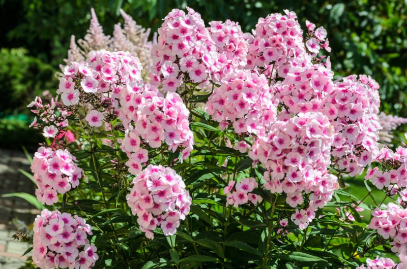 Garden-Phlox