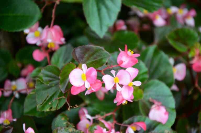 9 Perfect West Virginia Perennials Garden Lovers Club