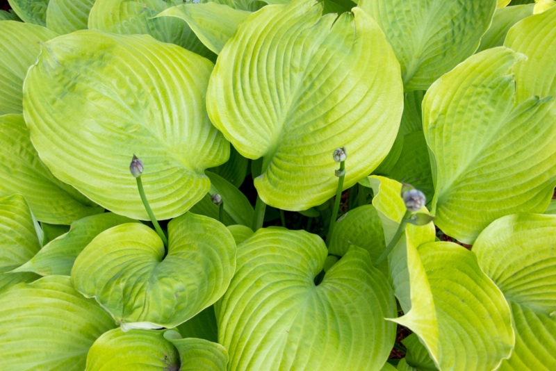 Hosta