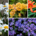 Kentucky Perennials