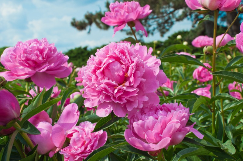 Peonies