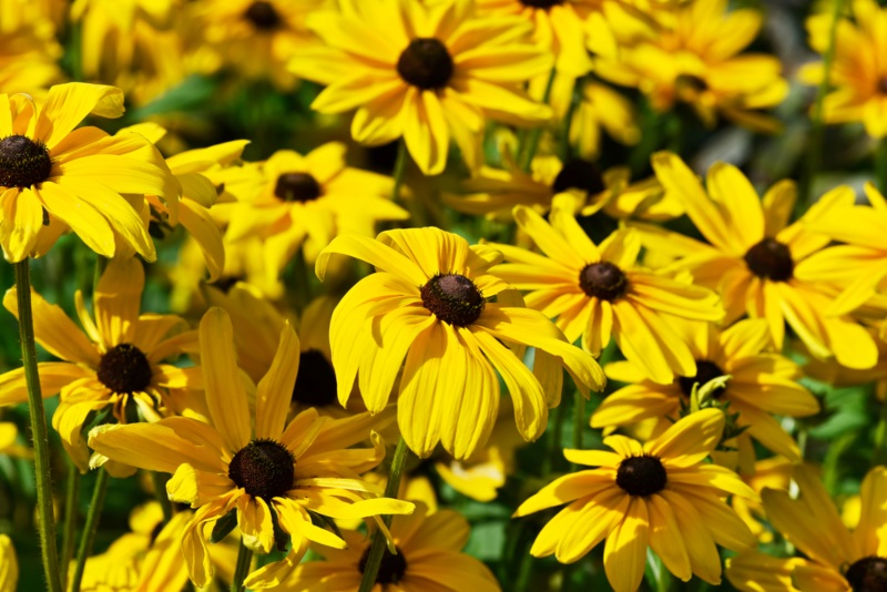 Rudbeckia