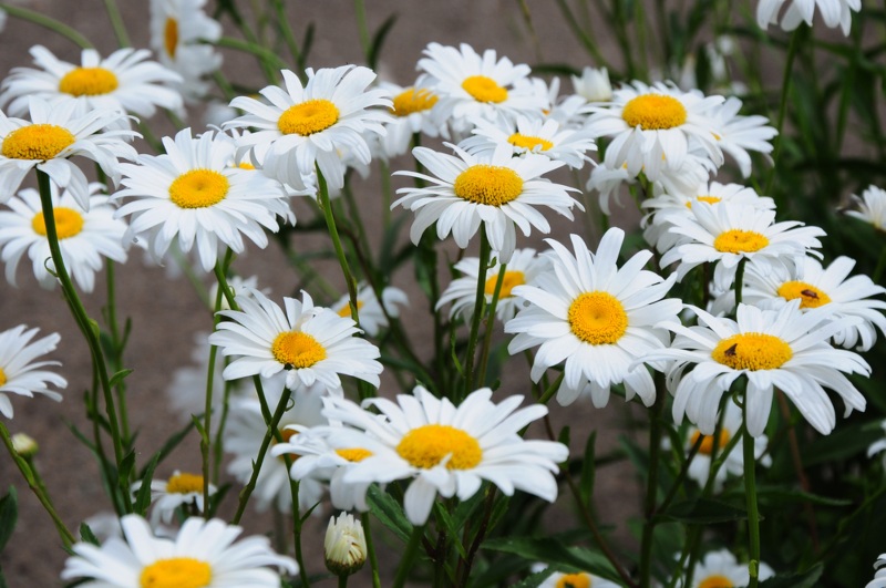 Shasta-Daisy