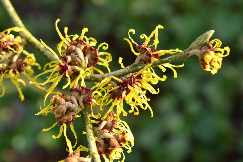 Witch Hazel Closeup