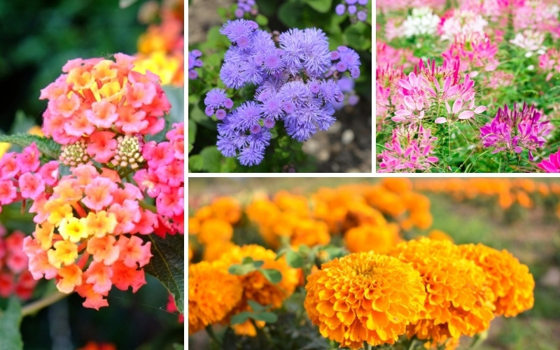 10 Annuals for Flower Boxes in Full Sun