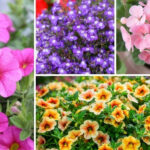 10 Best Annuals for Hanging Baskets