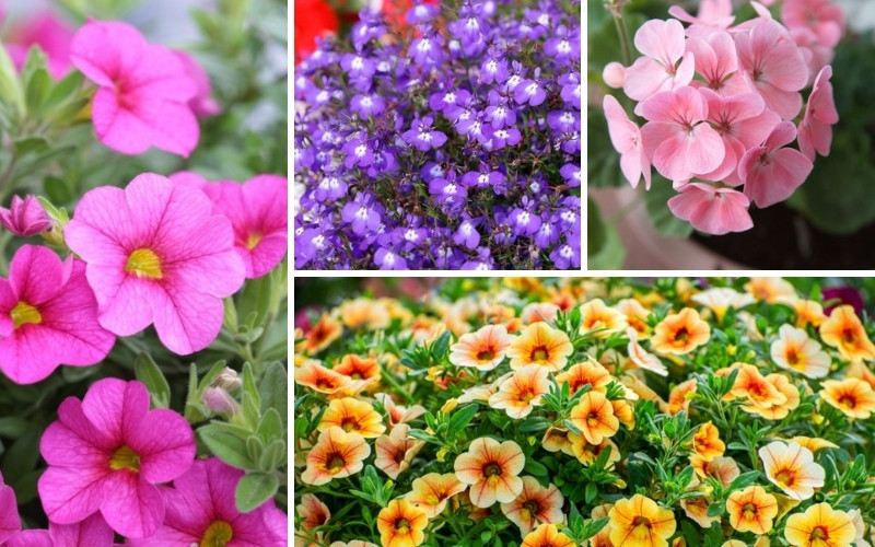 10 Best Annuals for Hanging Baskets