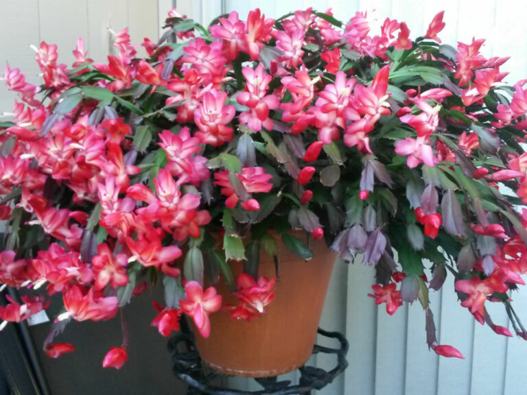 Best Christmas Cactus Potting Soil for Maximum Blooms Garden Lovers Club