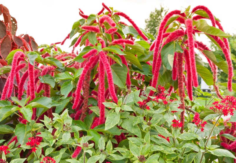 Amaranth