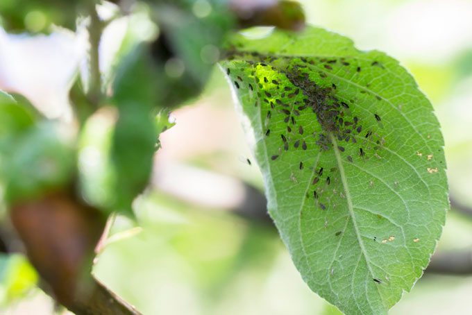 Aphids