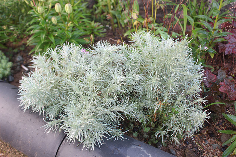 Artemisia foliage