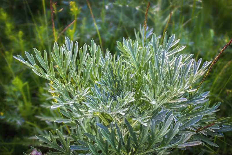 Artemisia wormwood