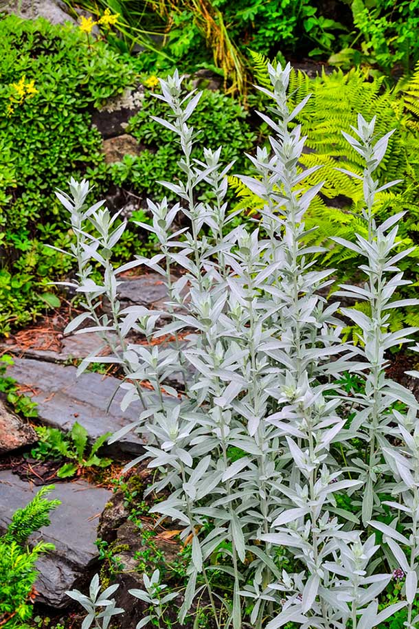 Artemisia border