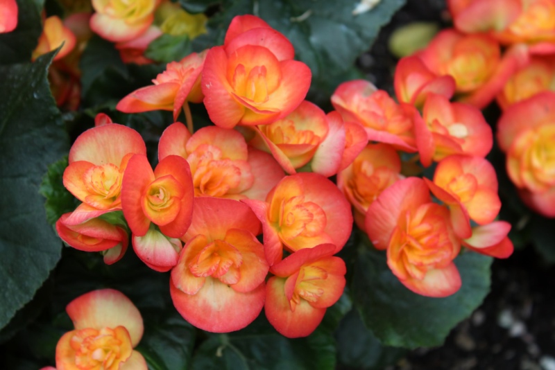 Begonia