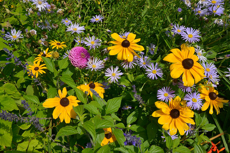 Black-Eyed Susans With Asters