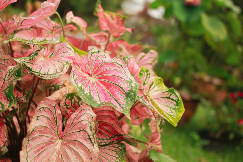 Caladium