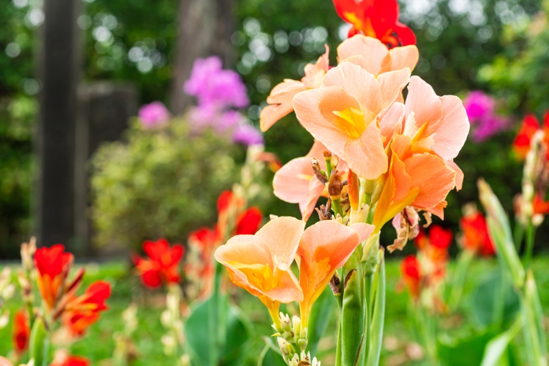 Canna-lily