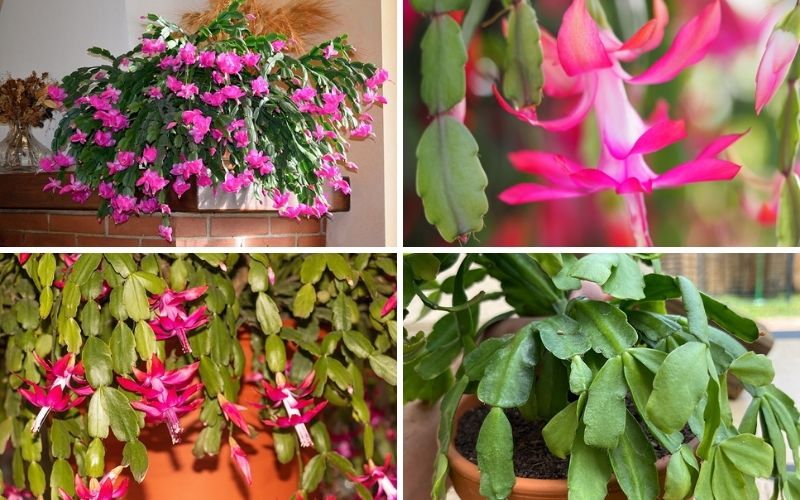 Christmas Cactus Collage