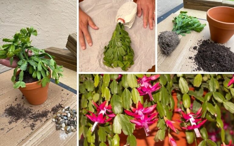 What are the Best Pots for Christmas Cactus? - Garden Lovers Club