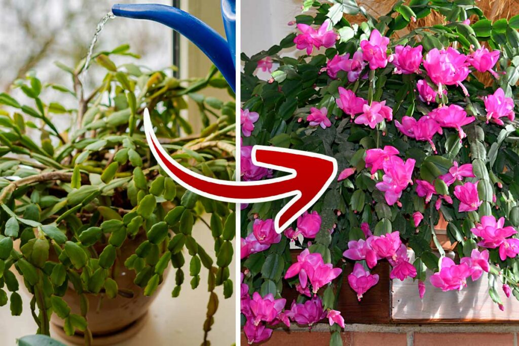 Christmas Cactus before and after