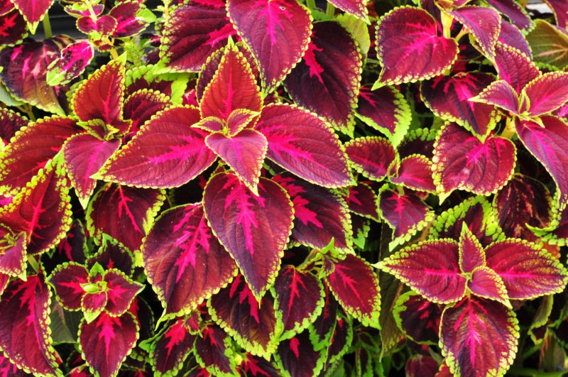 Coleus