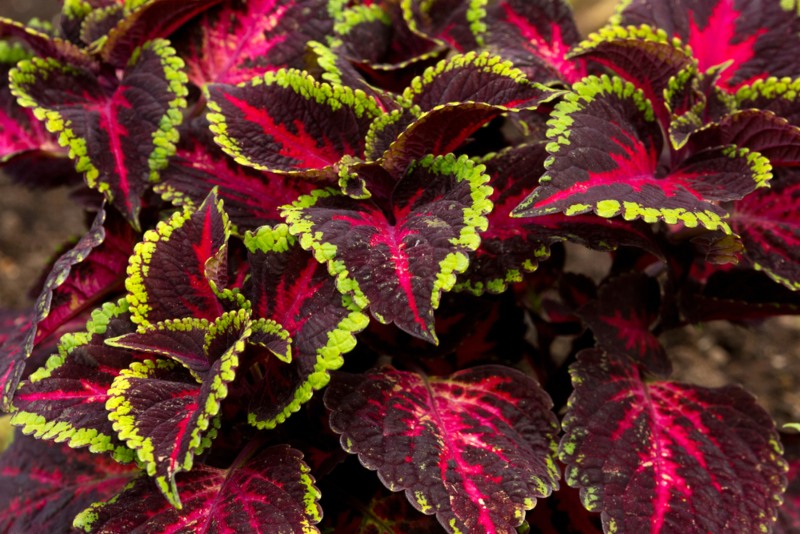 Coleus