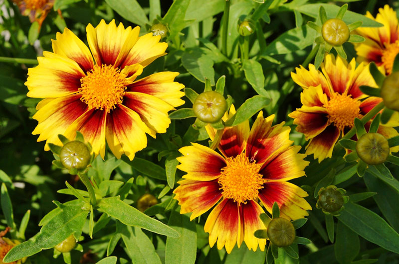 Coreopsis blooming