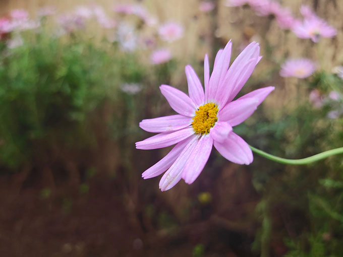 Coreopsis rosea