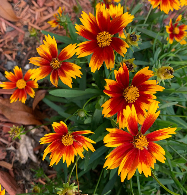 Coreopsis