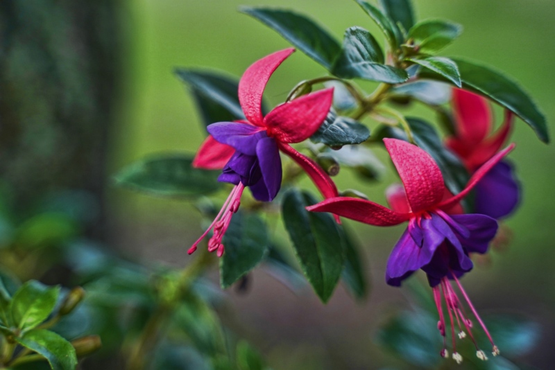 Fuchsia