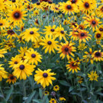 Garden Black-Eyed Susans