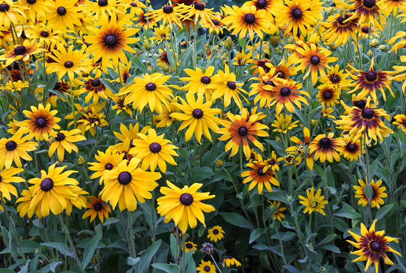 Garden Black-Eyed Susans