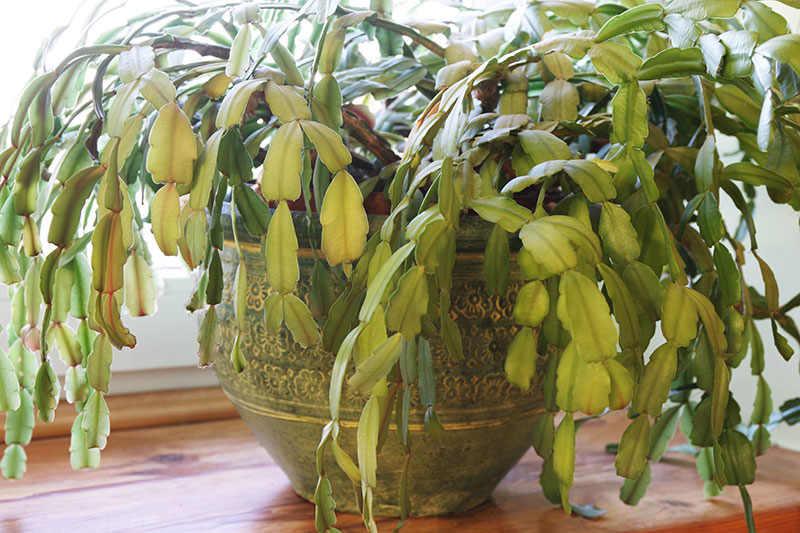Christmas Cactus