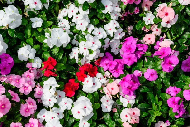 Impatiens