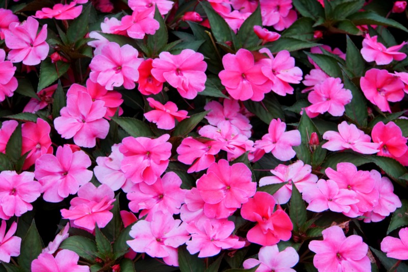 Impatiens