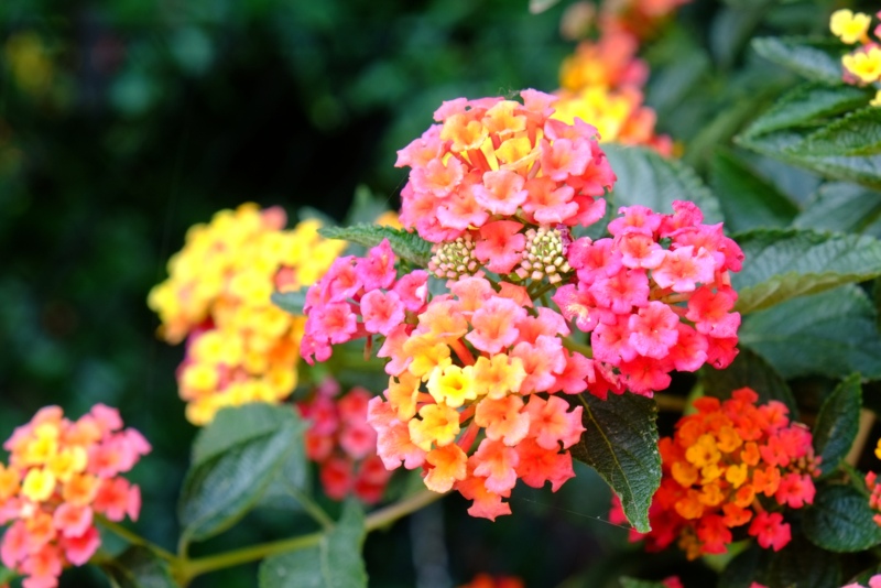 Lantana