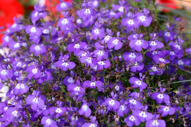 Lobelia