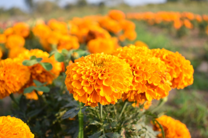 Marigolds