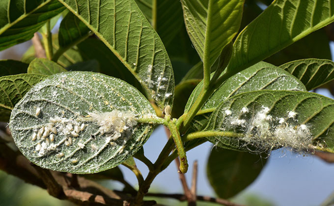 Mealy bugs on plant