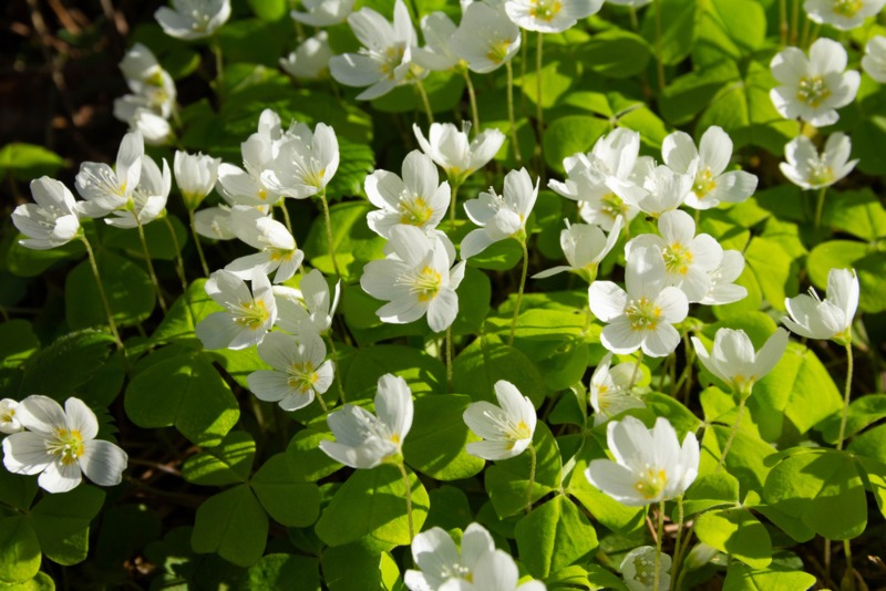 Oxalis