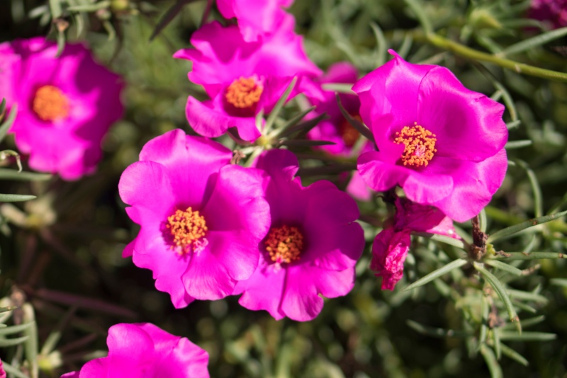 Portulaca