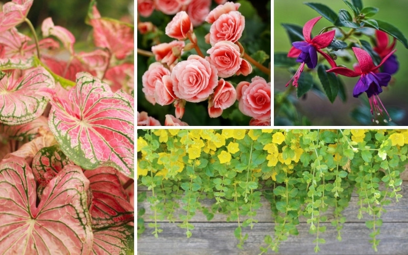 Shade Annuals That Grow Well in Containers