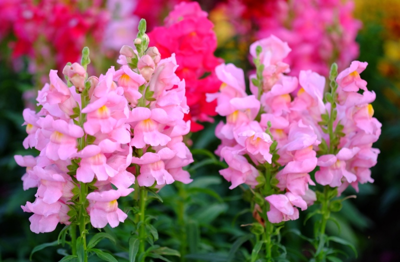 Snapdragon