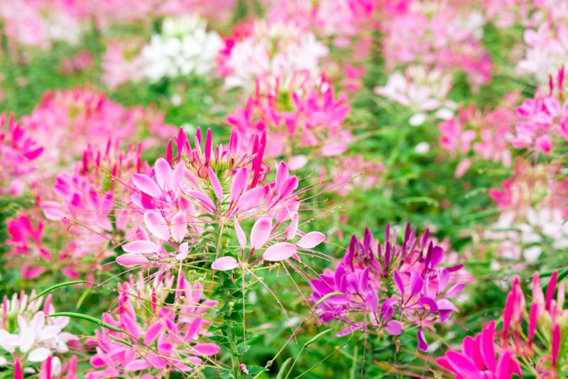 Spider-Flower