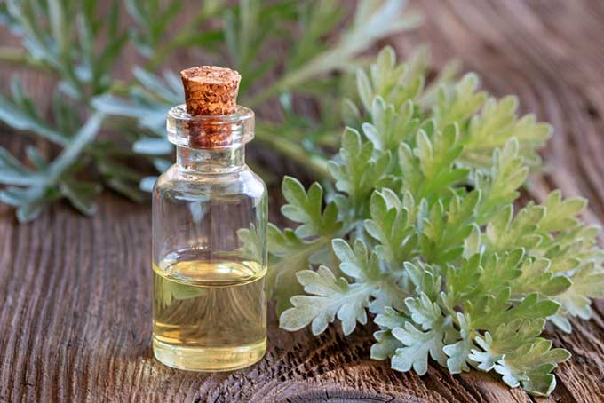 Tarragon oil