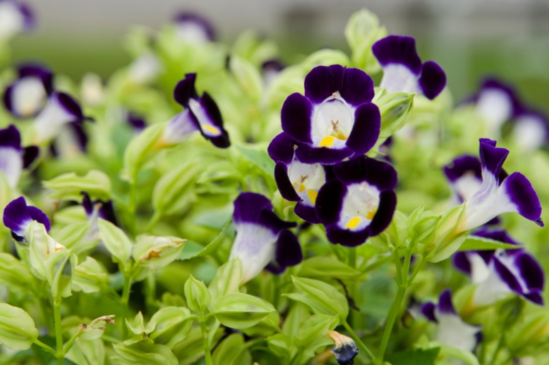 Torenia