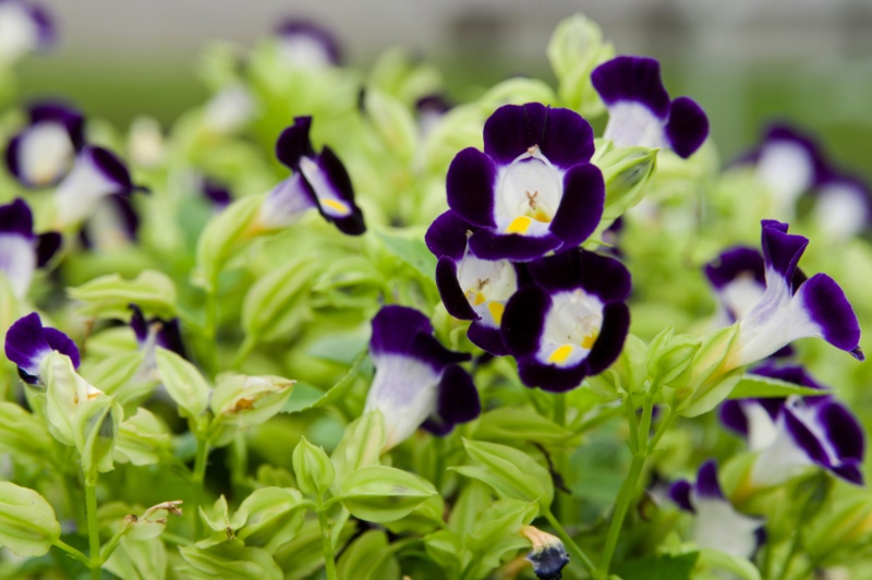 Torenia