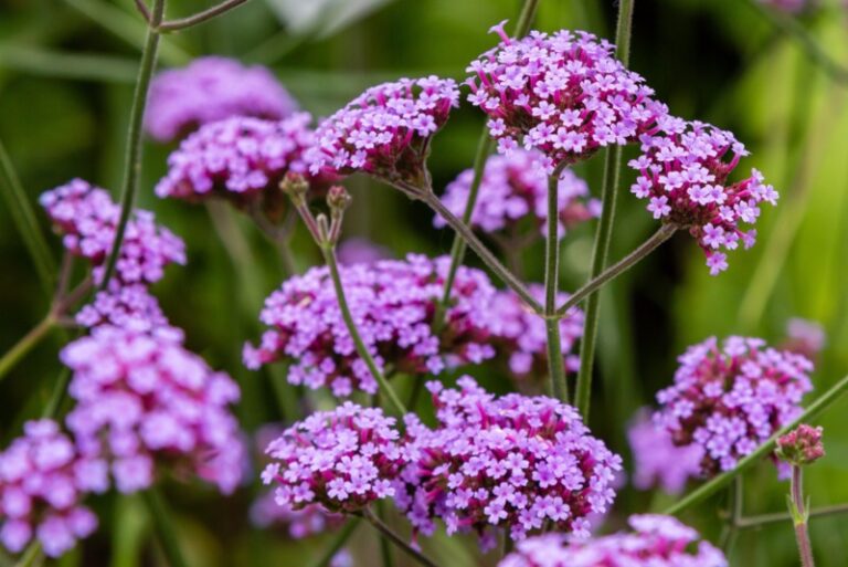 10 Best Annuals for Hanging Baskets Garden Lovers Club