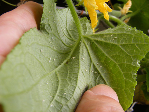 Whiteflies under plant